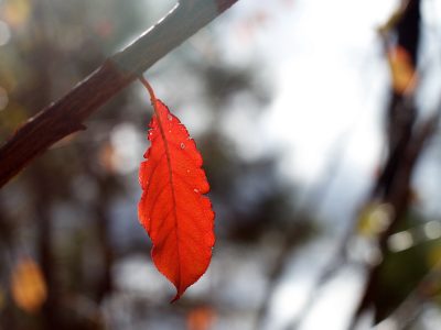 86245609 © publicdomainstockphotos | Dreamstime.com